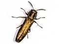 Agrilus laticornis